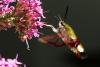 Hemaris fuciformis